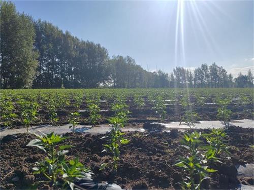 1718409125790698.jpg QQ图片20240613110207.jpg