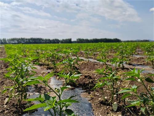 1718409245746707.jpg QQ图片20240615073827.jpg