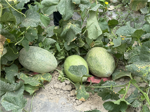 1719106525605119.png 图片3.png