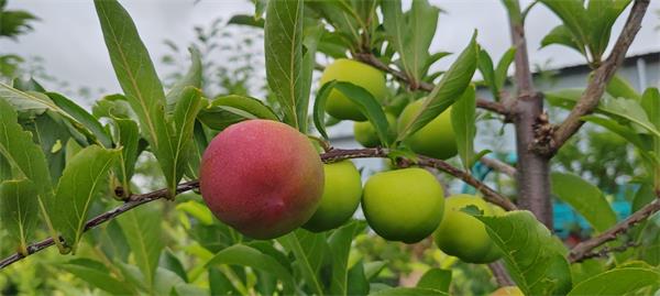 1722219537436176.jpg QQ图片20240729101508.jpg