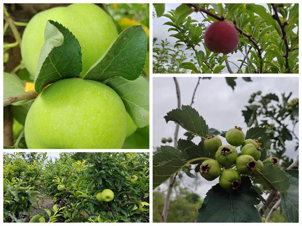 1722219632851417.jpg QQ图片20240729101518.jpg