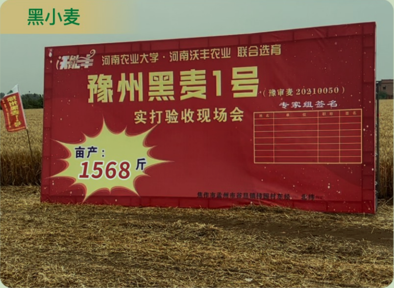 黑小麦 (2).jpg