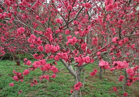 红叶碧桃在绿化园林中起到什么作用?