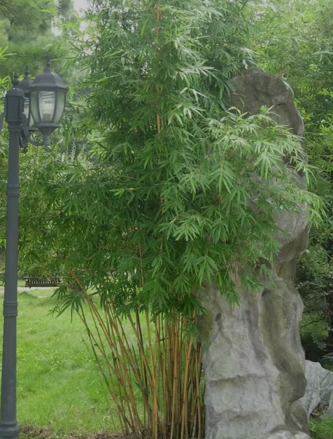 低矮竹子漂亮品种图片