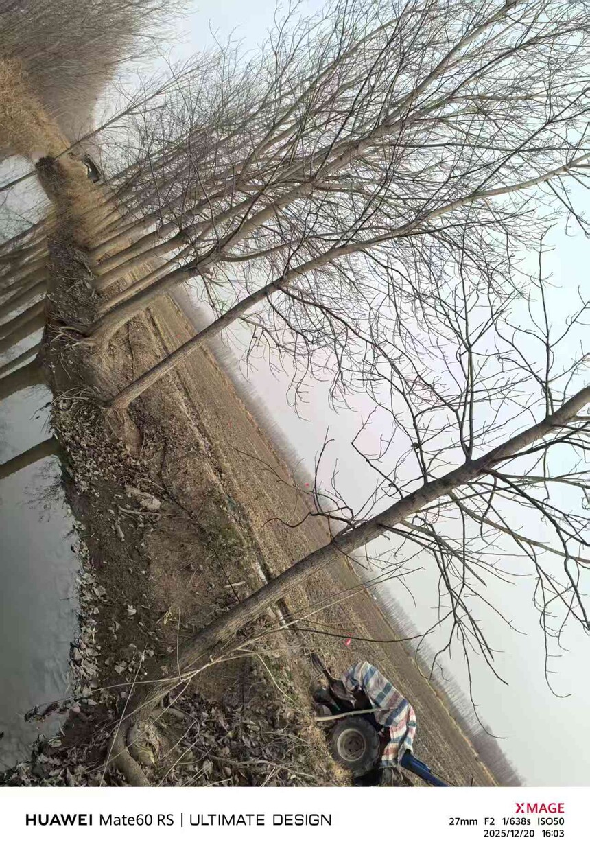 12月31日徐州树木拍卖公告