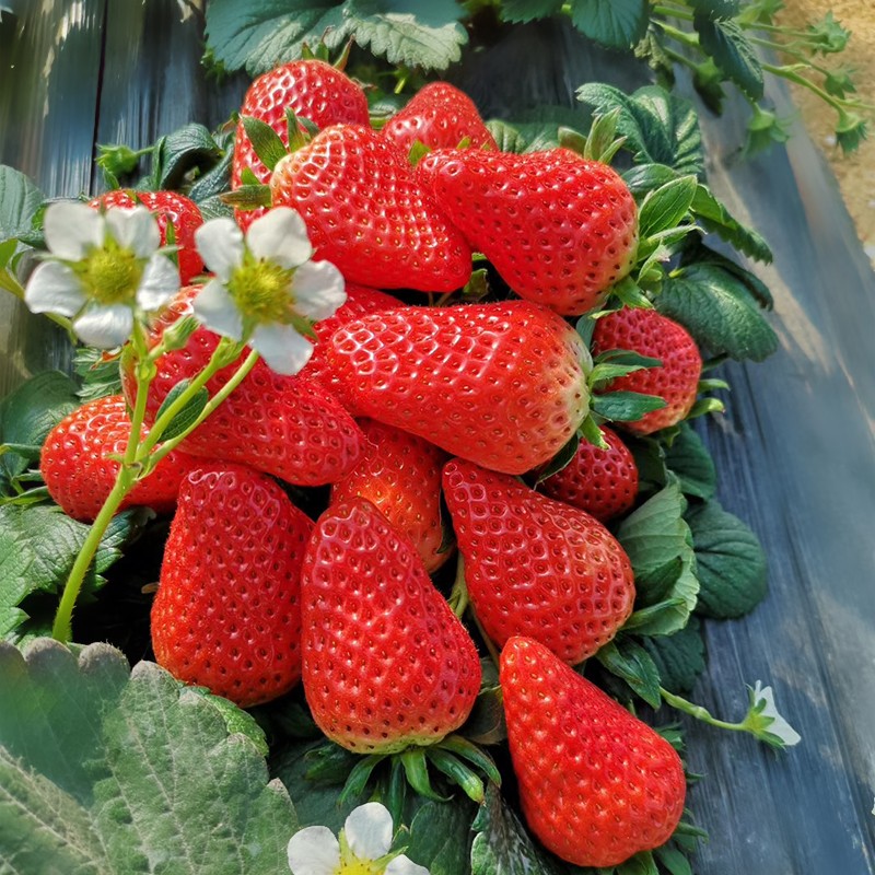 草莓采摘-淄博中鹏农业发展有限公司