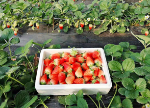 草莓种植技巧分享