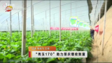 秀玉170助力菜农增产增收