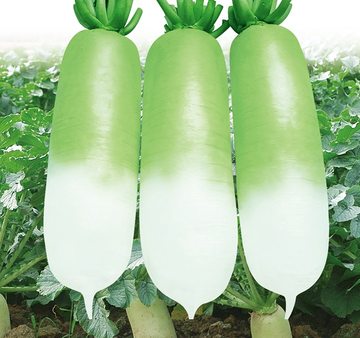 Green Fushi No. 3