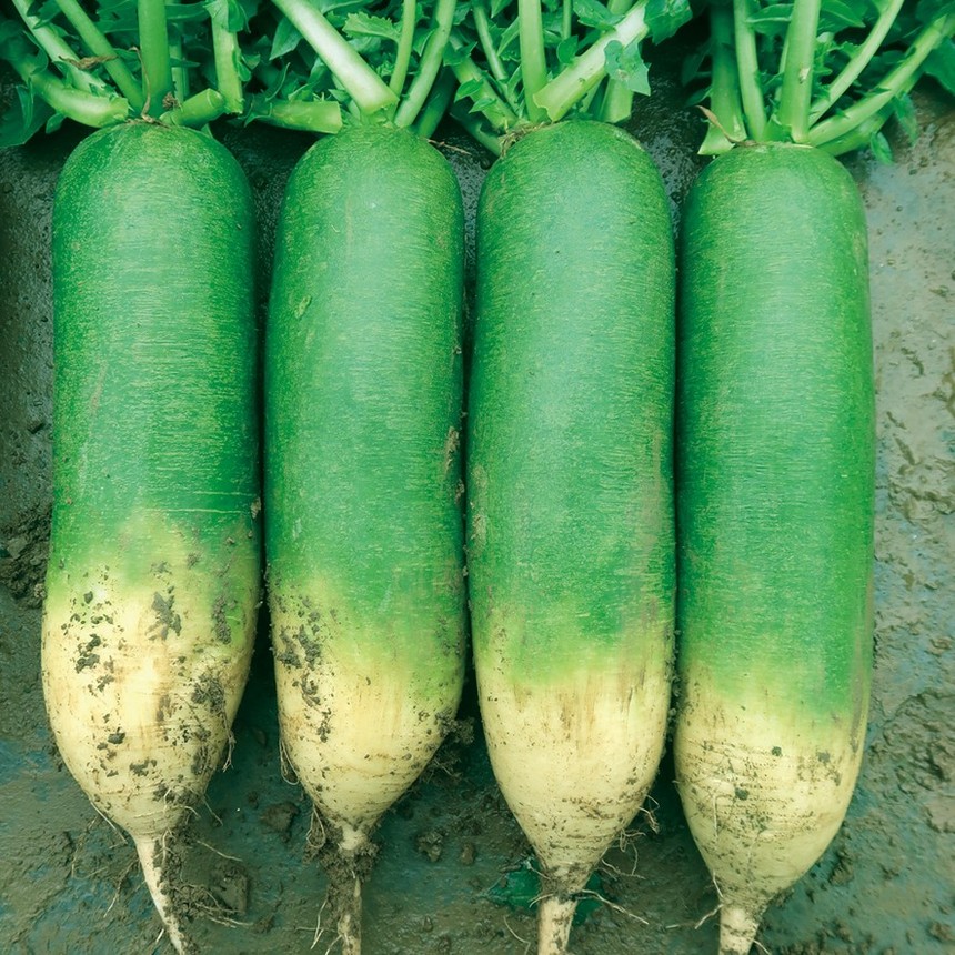 ʢ