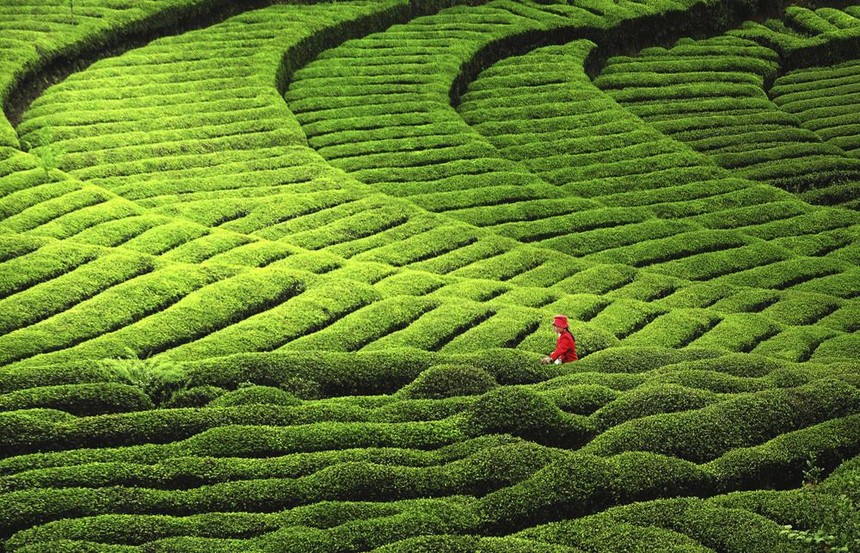 1615095357138225.jpg 江塝茶园.jpg
