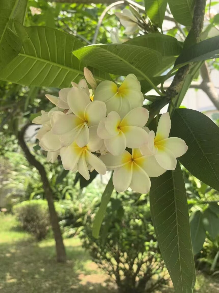 1777535206680417.jpg 鸡蛋花.jpg