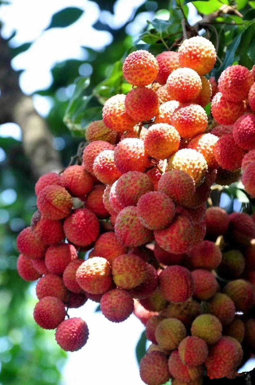 广东茂名荔枝进入采收尾期新营销改变果贱历史