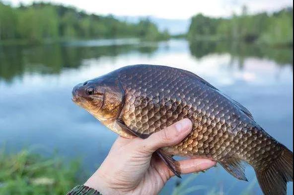 鲫鱼"头号杀手"孢子虫流行在即,用龙昌乐畅桉树精油来解决
