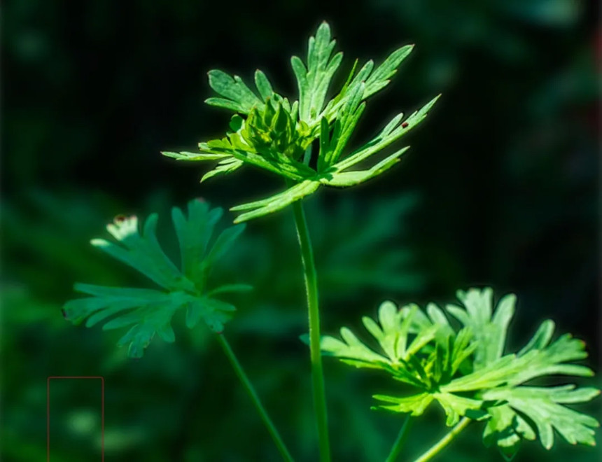 一片粽叶,裹入缕缕情思