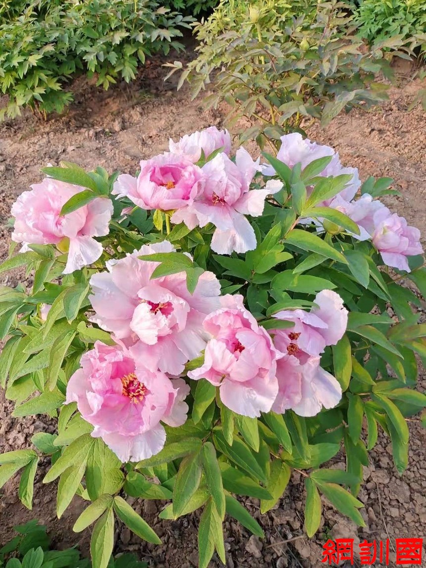 ����ר��������ɫ����ĵ��2_����.jpg