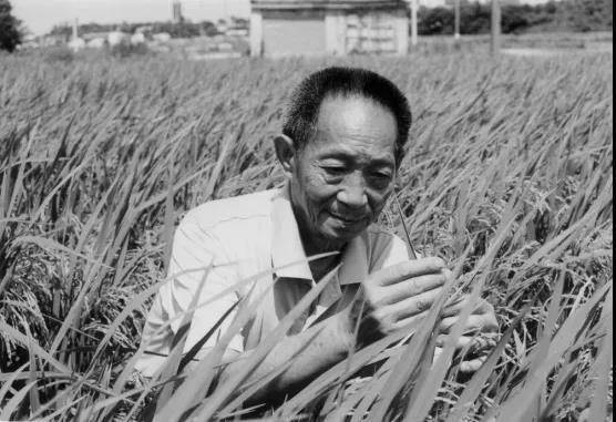 沉痛悼念“杂交水稻之父”、中国工程院院士、“共和国勋章”获得者袁隆平1.jpeg