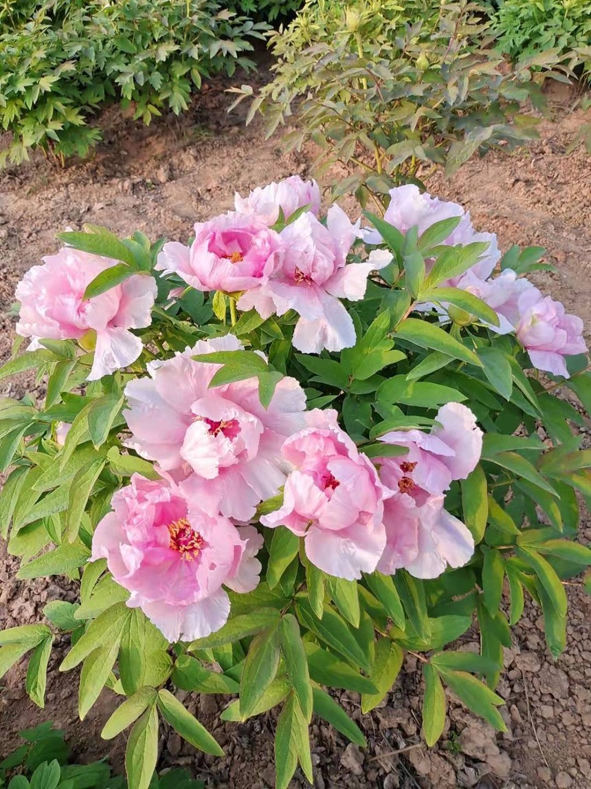 ����ר��������ɫ����ĵ��2.jpg