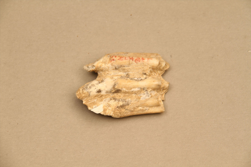 旧石器时代牛牙齿化石