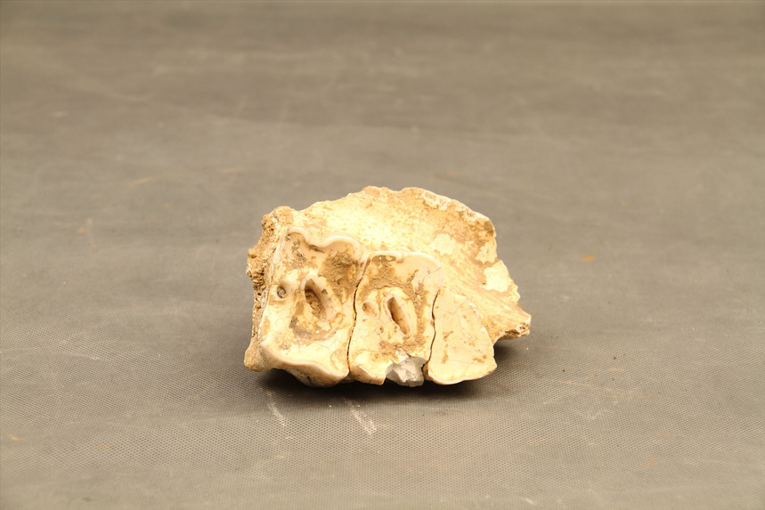 犀牛牙化石真品图片图片