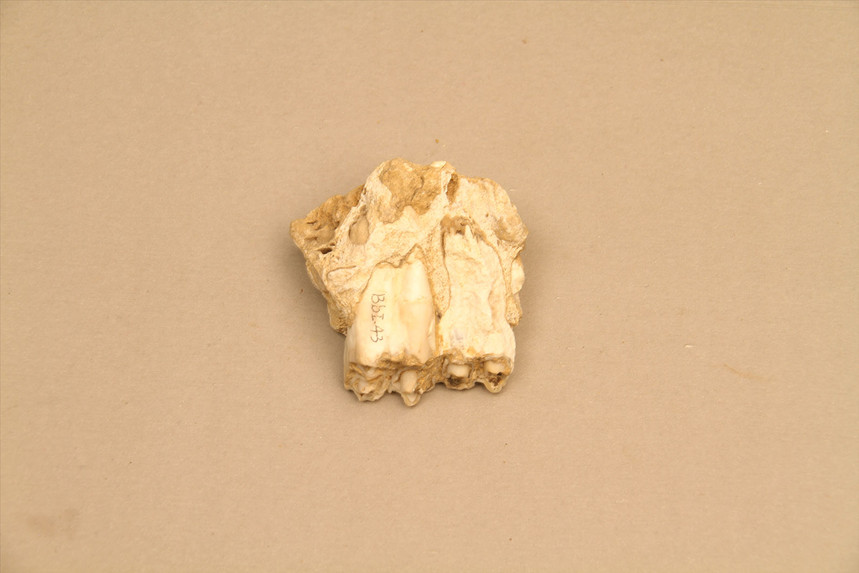 旧石器时代牛牙齿化石