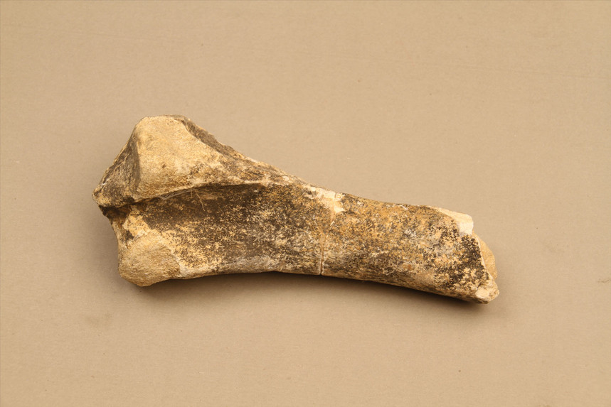 旧石器时代动物骨骼化石