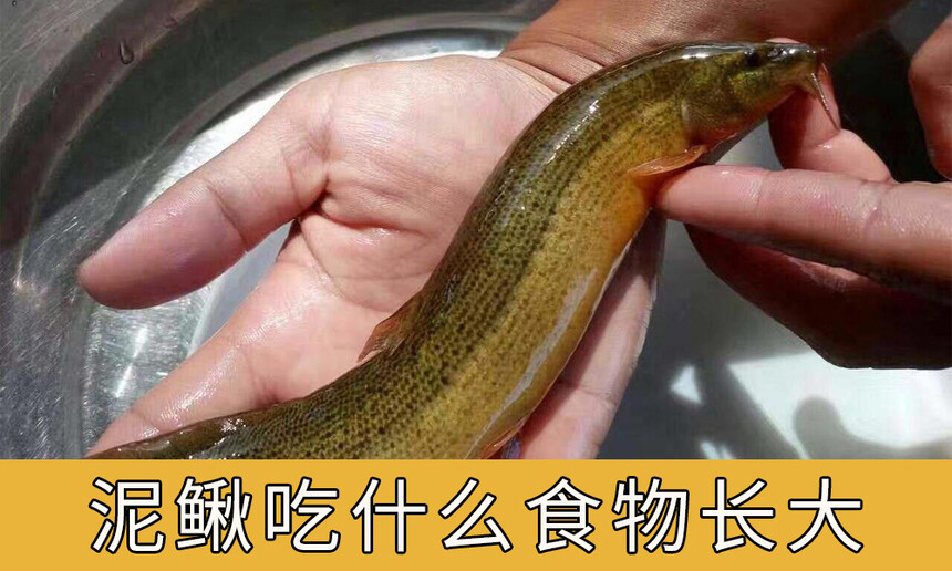ʲôʳﳤһʲôʳιһΣ