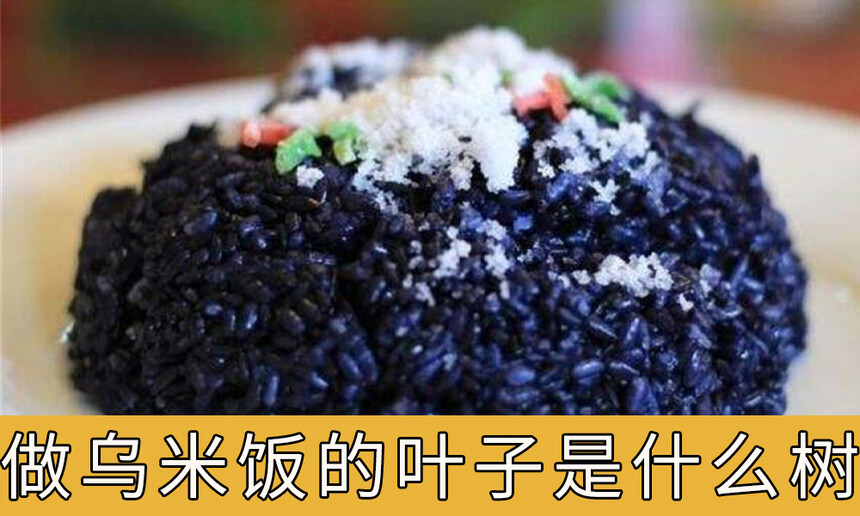 ׷ҶʲôҶӣ׷ҶʲôҶģ