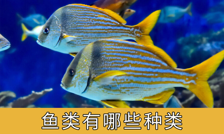 Щ࣬ƴȫ