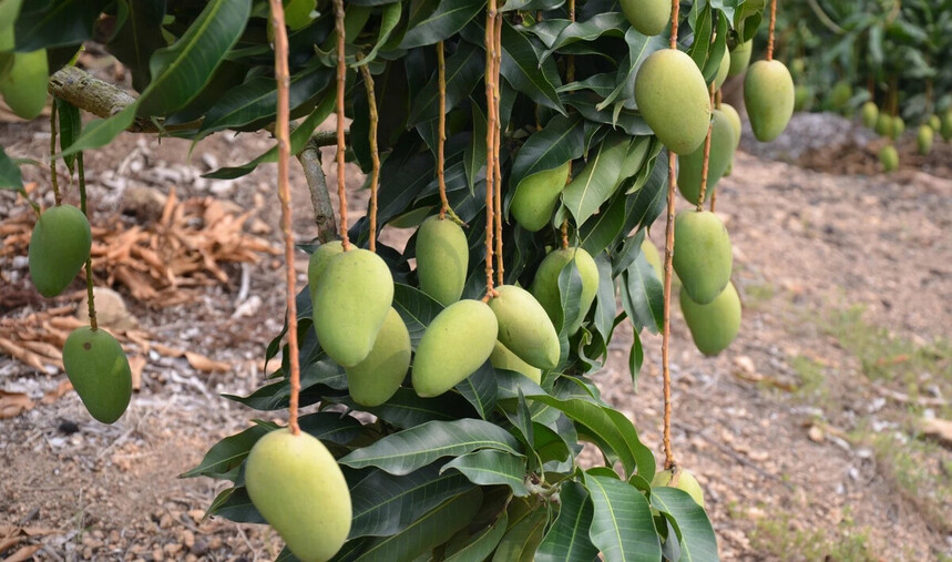 âƷĸóâƷЩƷƣ