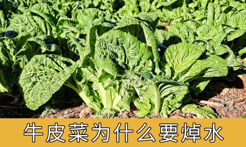 ţƤΪʲôҪˮ(ţƤôóּ)