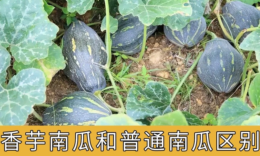 ϹϺͨϹʲô(ϹϺͨϹĸó)