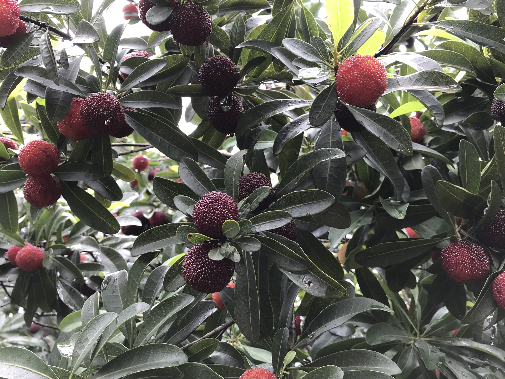 【优质杨梅】5斤装 慈溪杨梅横河梅园村杨梅