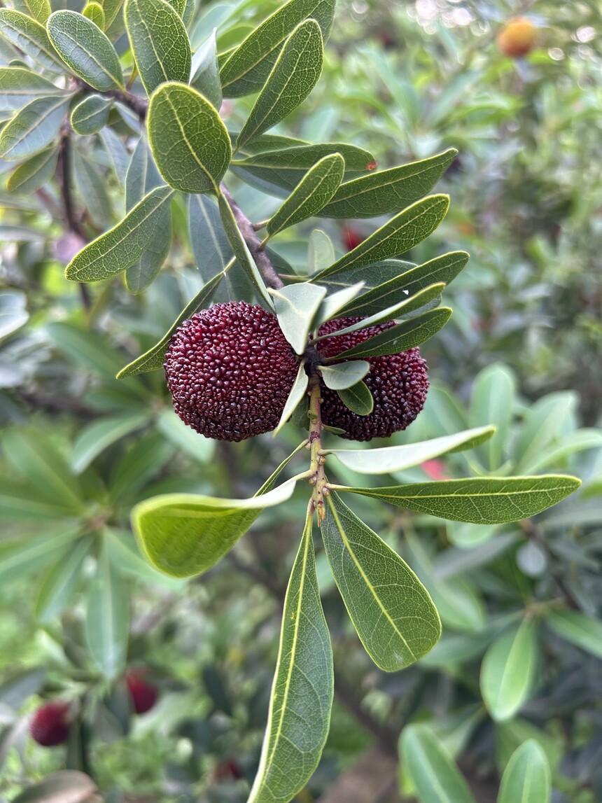 IMG_0600.jpeg