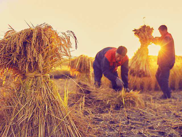 农民忙碌的收割背影