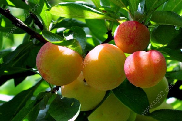 1587365416746882.png 21-2.png