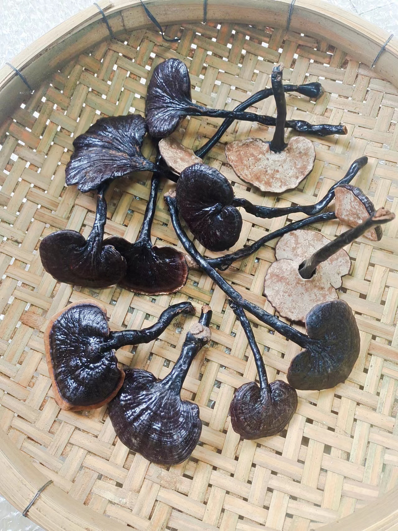 野生竹灵芝