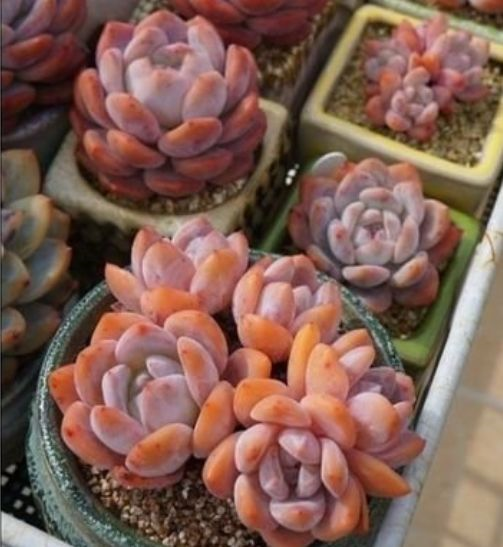 1587994610599758.png 1587994610599758.png