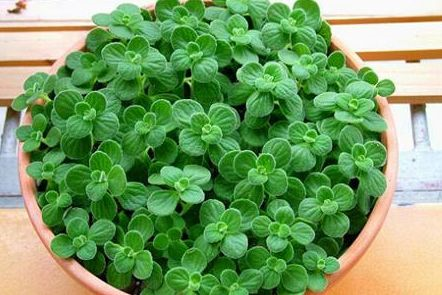 1587994777333491.png 1587994777333491.png