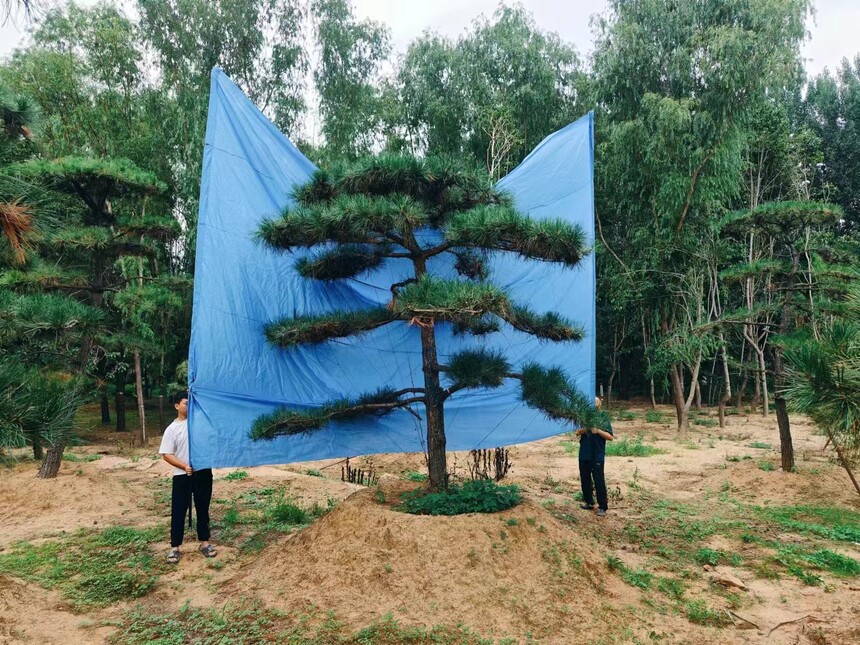  (12).jpg