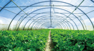 溫室大棚