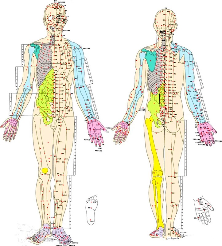 中医实操技能—十四条经络养生培训