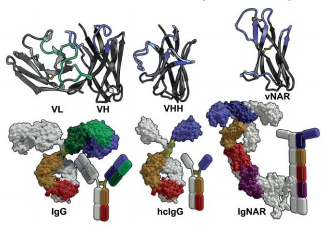用于生物医学应用的单域抗体