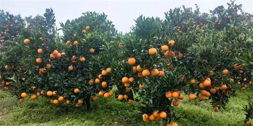 打造深度乡村产业供应链，铸源集团助力农村电商进化升级插图3