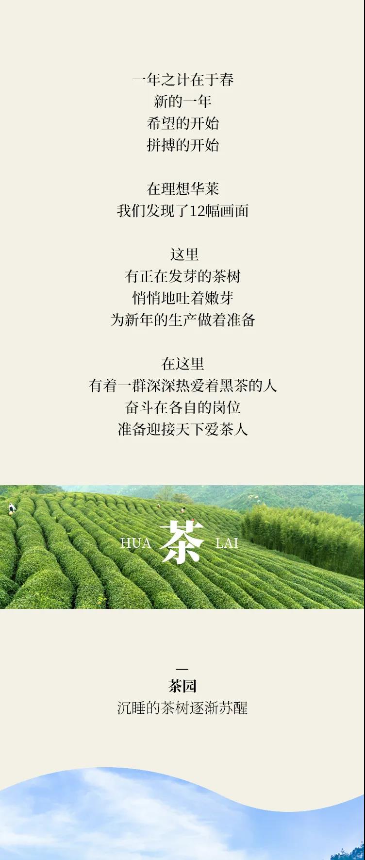 理想华莱丨扬中国黑茶 助产业兴盛 我们一起向未来