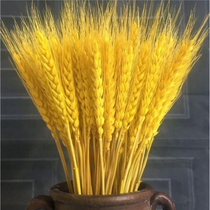 大麦染料-麦穗染料-仿真花染色-温州柒彩一坊化工有限公司