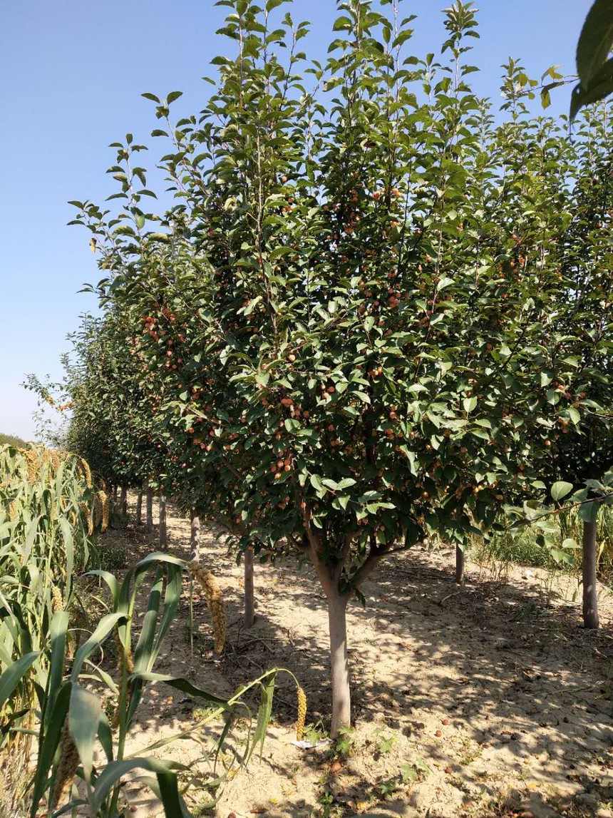 北美海棠 (6).jpg