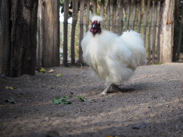 ڹǼ