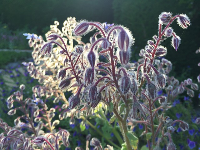 Borage Seed Oil
