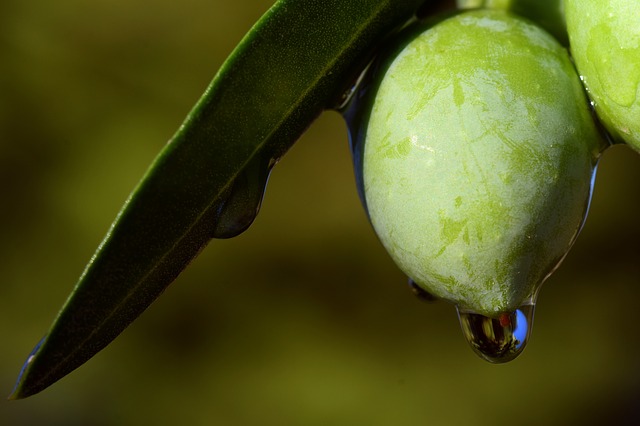 Olive Oil